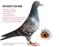 Pigeon auction 1970-01-01