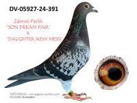 Pigeon auction 1970-01-01