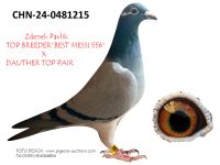 Pigeon auction 1970-01-01