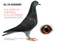 Pigeon auction 1970-01-01