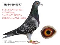 Pigeon auction 1970-01-01