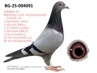 Pigeon auction 1970-01-01