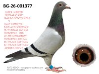 Pigeon auction 1970-01-01