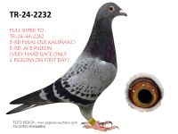 Pigeon auction 1970-01-01