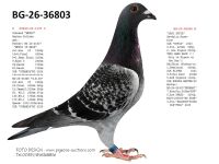 Pigeon auction 1970-01-01