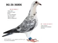 Pigeon auction 1970-01-01