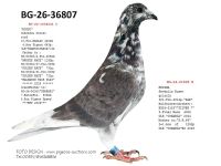 Pigeon auction 1970-01-01
