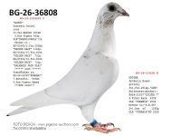 Pigeon auction 1970-01-01