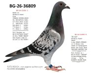Pigeon auction 1970-01-01