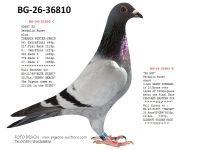 Pigeon auction 1970-01-01