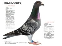 Pigeon auction 1970-01-01